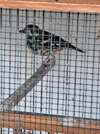 Te koop kastanjeruglijster man, Dieren en Toebehoren, Vogels | Overige Vogels, Mannelijk