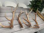 Mooie grote afwerpstangen /gewei hert taxidermie, Ophalen of Verzenden, Gebruikt, Hert, Gewei of Kop