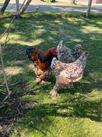 Brahma porselein broedeieren, Dieren en Toebehoren, Pluimvee, Geslacht onbekend, Kip
