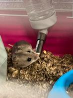 Kleine hamster + hok en voer, Dieren en Toebehoren, Knaagdieren, Meerdere dieren, Hamster, Voor 1 juli 2024, Tam