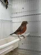 Te koop Mooi harlekijn kanarie van 24, Dieren en Toebehoren, Vogels | Overige Vogels, Mannelijk, Tropenvogel
