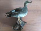 opgezette eend, Ophalen of Verzenden, Gebruikt, Vogel, Opgezet dier