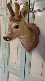 Mooi opgezet hertje-taxidermie, Verzamelen, Dierenverzamelingen, Ophalen of Verzenden, Gebruikt, Hert, Opgezet dier