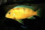 maylandia lombardoi 3-4 cm €7,95, Dieren en Toebehoren, Vissen | Aquariumvissen, Vis, Zoetwatervis