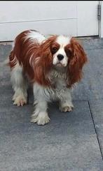 Cavalier king charles spaniel dekreu rakker, Dieren en Toebehoren, Rabiës (hondsdolheid), Reu, 1 tot 2 jaar, Meerdere