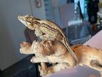 Baby gargoyle gekko, Dieren en Toebehoren, Hagedis