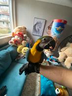 Te Koop Mooie Grote Ara Papagaai pop, Vrouwelijk, Papegaai