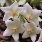 Hoya longicalyx, Huis en Inrichting, Overige soorten, Minder dan 100 cm, Bloeiende kamerplant, Halfschaduw