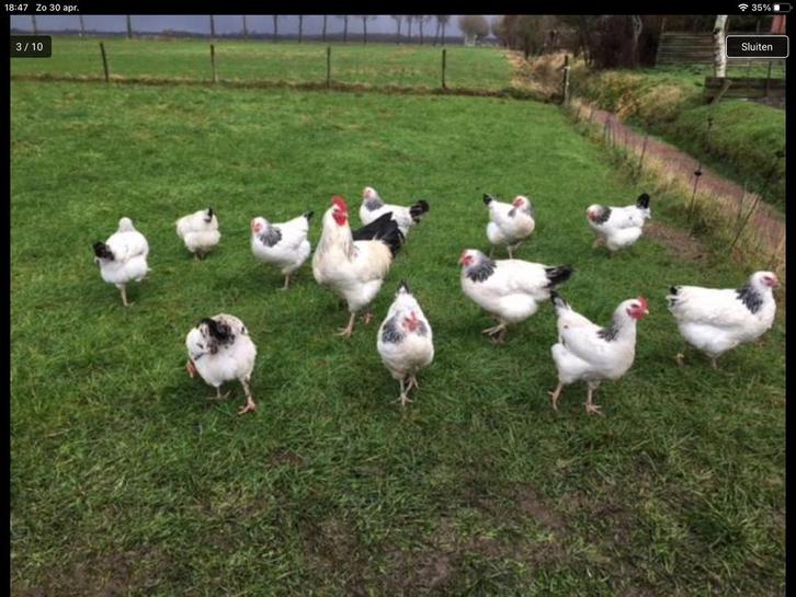 Kippen,kuikens van 10 rassen o.a. Sussex,Amrock barnevelder, Dieren en Toebehoren, Pluimvee, Kip, Vrouwelijk