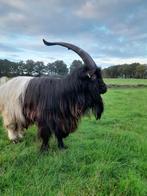 Wallische bok, Dieren en Toebehoren, Schapen, Geiten en Varkens, Mannelijk, Geit