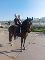 Super leuke lieve new forest grote d pony merrie te koop., Dieren en Toebehoren, Pony's, Merrie, B, Gechipt, 7 tot 10 jaar