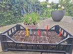 Kratjes tuin, Doe-het-zelf en Verbouw, Kratten en Dozen, Ophalen, Zo goed als nieuw, Krat, Minder dan 35 cm