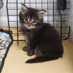 Maine coon kittens met Felikat stamboom, nog 3 beschikbaar, Meerdere dieren