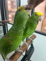 Dubbele geelkop Amazone handtam, Dieren en Toebehoren, Vogels | Parkieten en Papegaaien, Meerdere dieren, Papegaai, Geringd