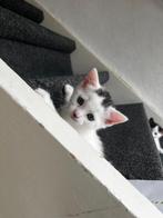 Kittens, Dieren en Toebehoren, Meerdere dieren, Ontwormd, 0 tot 2 jaar