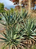 Gratis Palmlelie, Yucca Filamentosa, Tuin en Terras, Planten | Tuinplanten, Zomer, Vaste plant, Overige soorten, Ophalen