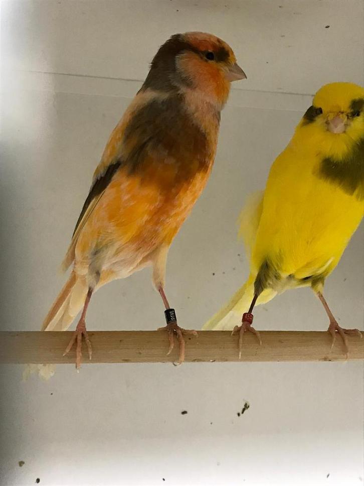 Gevraagd Yorkshire en scotch fancy kanaries, Dieren en Toebehoren, Vogels | Kanaries, Postuurkanarie, Meerdere dieren