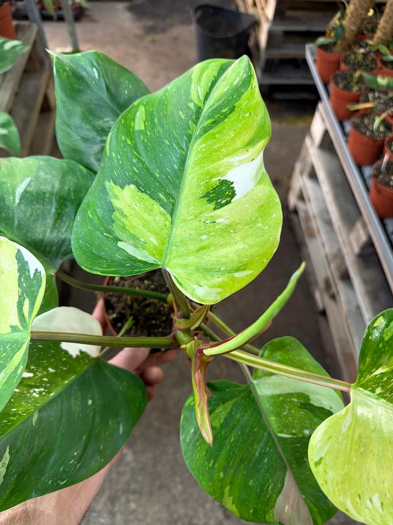 Philodendron Fresh Aurea Variegata - Pot 14 cm, Overige soorten, In pot, Minder dan 100 cm, Groene kamerplant