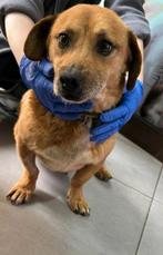Mix hondje Snoopy, reu 10 jr ter adoptie, 6 jaar of ouder, Particulier, Reu, Buitenland