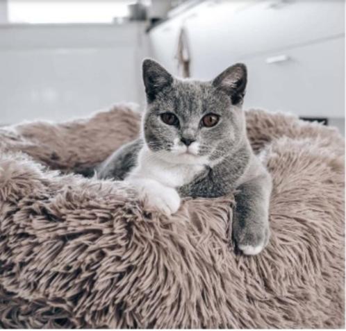 2x district70 FUZZ mand voor kat & hond en reistasjes.,., Dieren en Toebehoren, Kattenmanden, Ophalen of Verzenden