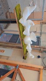 Duiven te koop, Meerdere dieren, Overige soorten