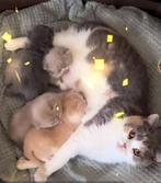 Prachtige Brits korthaar kittens beschikbaar, Dieren en Toebehoren, Meerdere dieren, Gechipt, 0 tot 2 jaar
