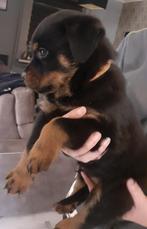 Ras zuiver grove rottweiler pups ( mogen het nest verlaten ), Dieren en Toebehoren, 8 tot 15 weken, Meerdere, Meerdere dieren