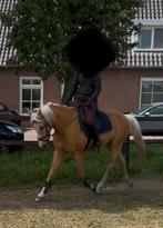E-pony ruin 17 jaar, Dieren en Toebehoren, Ruin