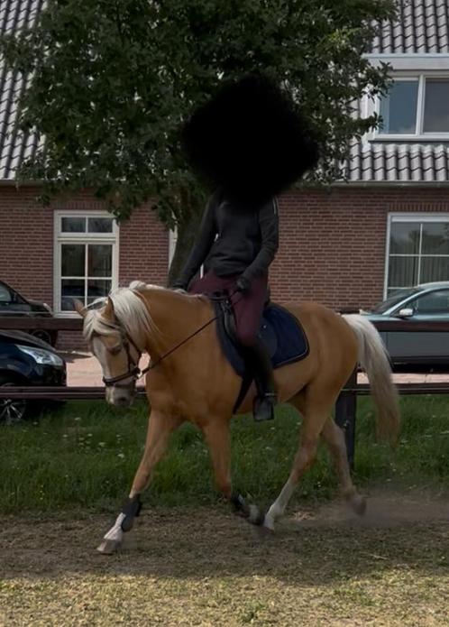E-pony ruin 17 jaar, Dieren en Toebehoren, Paarden, Ruin