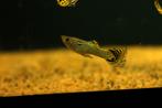 Gup man cobra green (Poecilia reticulata), Dieren en Toebehoren, Vis, Zoetwatervis