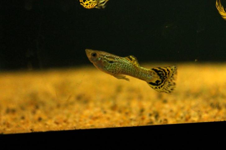 Gup man cobra green (Poecilia reticulata), Dieren en Toebehoren, Vissen | Aquariumvissen, Zoetwatervis, Vis