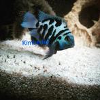 Actie tot vrijdag! Blue polars €3.50 per stuk & 10 voor €30, Vis, Zoetwatervis