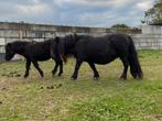 Hengst veulen Schetland ponny, Dieren en Toebehoren, Hengst