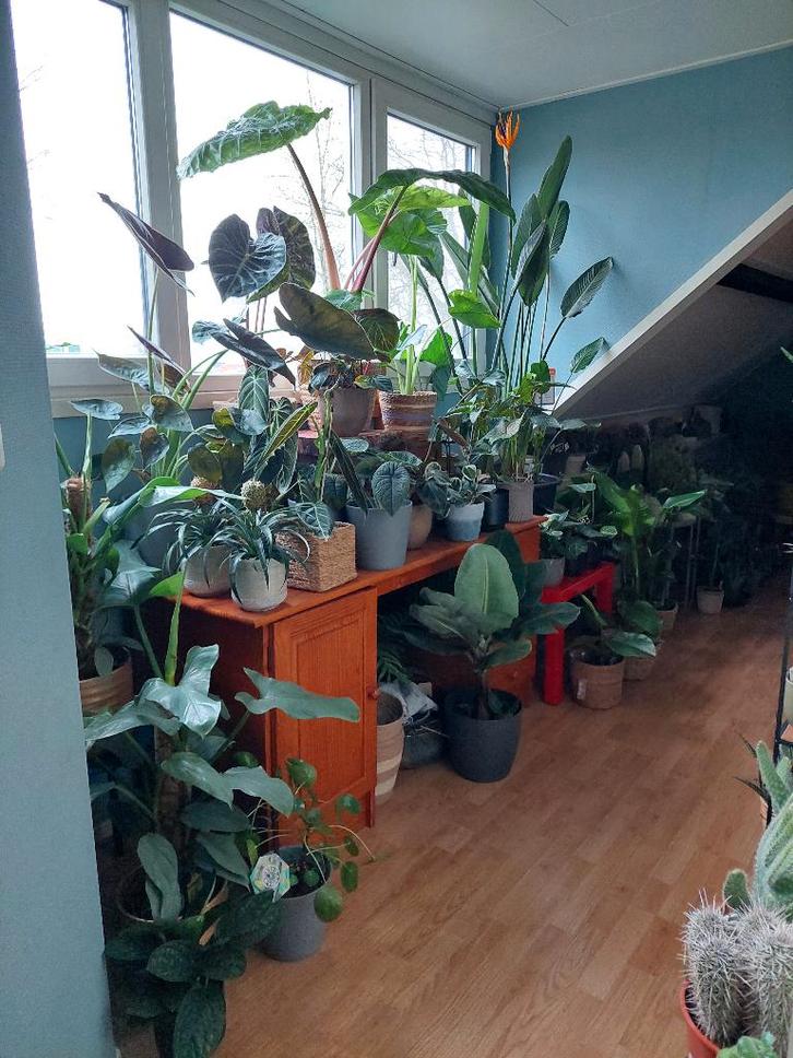 Verschillende kamerplanten -Strelitzia,Alocasia,Ficus,Cactus, Huis en Inrichting, Kamerplanten, Overige soorten, Minder dan 100 cm