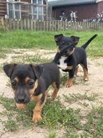 Boerenfox x Jack russel / Jack Russel x Black and Tan, Dieren en Toebehoren, 8 tot 15 weken, CDV (hondenziekte), Meerdere, Meerdere dieren