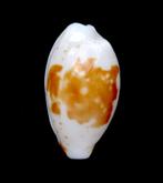 Schelpen: Cypraea goodalli 9,7mm (Gem) Frans Polynesië, Ophalen of Verzenden, Schelp(en)