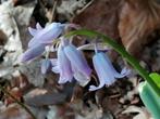 Boshyacint (Hyacinthoides non-scripta) Roze, Vaste plant, Halfschaduw, Lente, Ophalen