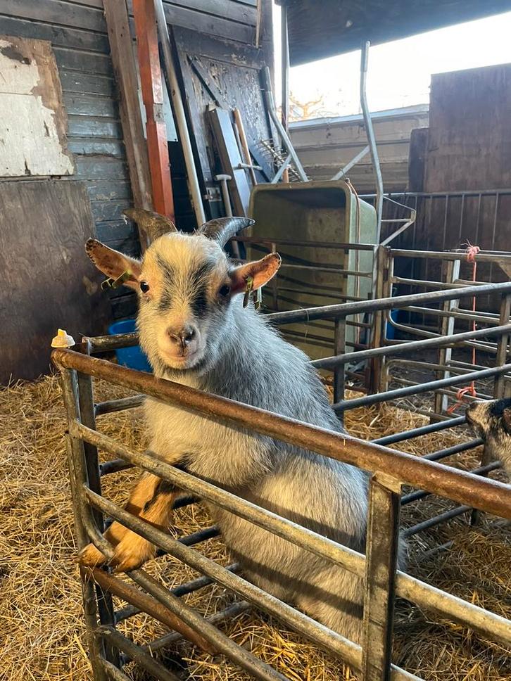 Blauwschimmel tan bokje, Dieren en Toebehoren, Schapen, Geiten en Varkens, Geit, Mannelijk, 0 tot 2 jaar