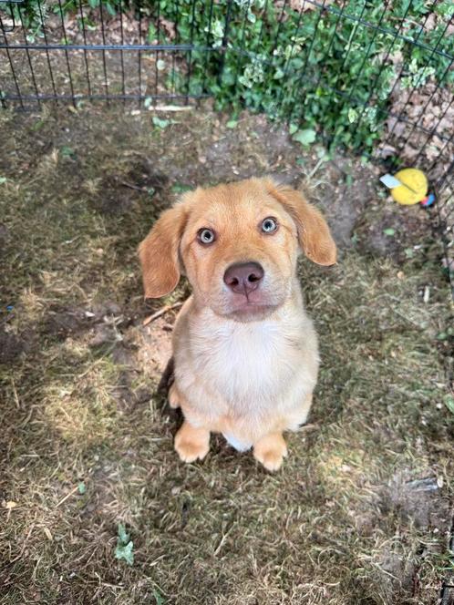 Cookie retriever mixje teefje 4 maanden, Dieren en Toebehoren, Honden | Niet-rashonden, Middel, Teef, Particulier, Eén hond, Buitenland