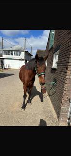 Lieve baco zoekt nieuw huisje, Dieren en Toebehoren, Paarden, Ruin, Recreatiepaard