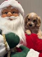 Maltipoo pups mogen nu weg alles op foto beschikbaar, Nederland, Overige rassen, 8 tot 15 weken, CDV (hondenziekte)