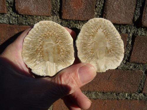 Araucaria mirabilis, fossilized pine cone, Verzamelen, Mineralen en Fossielen, Fossiel, Ophalen of Verzenden