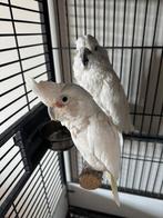 Kakatoe koppel, Dieren en Toebehoren, Meerdere dieren, Papegaai, Geringd