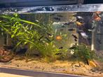Black molly, Dieren en Toebehoren, Vissen | Aquariumvissen, Vis