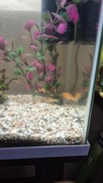 30 liter aquarium op standaard 5 goudvissen + pomp, Ophalen, Zo goed als nieuw, Gevuld zoetwateraquarium