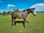 Diverse mooie paarden te koop, Dieren en Toebehoren, Paarden