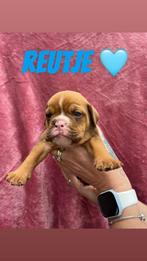 Bordengdog pups, Dieren en Toebehoren, Honden | Bulldogs, Pinschers en Molossers, Bulldog, Meerdere, Meerdere dieren, Nederland
