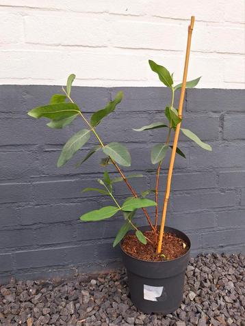 🌳 Eucalyptus debeuzevillei - winterharde eucalyptus! beschikbaar voor biedingen