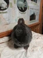 Kleurdwerg voedster  blauw, Dieren en Toebehoren, Konijnen, Vrouwelijk, Dwerg