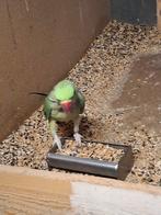 Man grote alexander, Dieren en Toebehoren, Vogels | Parkieten en Papegaaien, Mannelijk, Papegaai